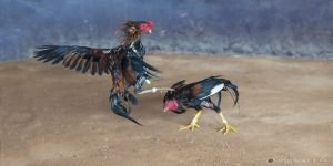 Đá gà cựa sắt và những điều bạn cần biết về môn thể thao này